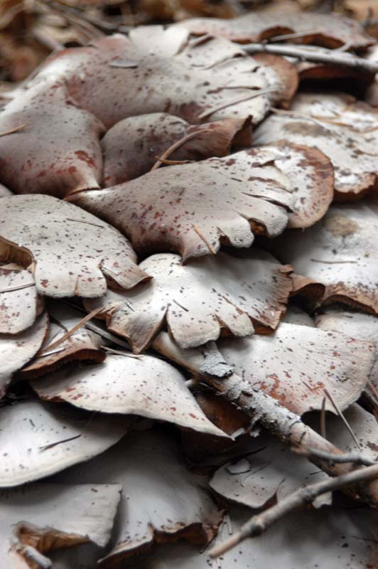 051107-2889_Fungus