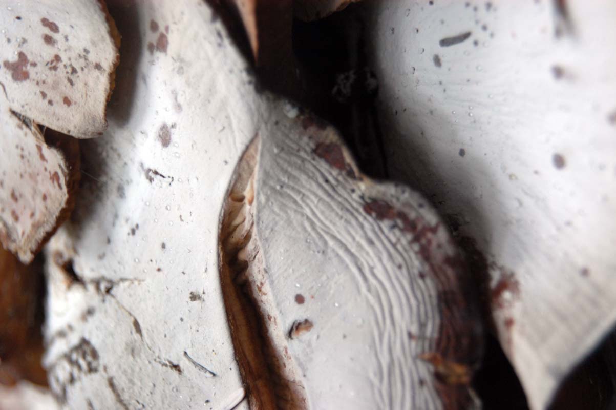 051107-2893_Fungus