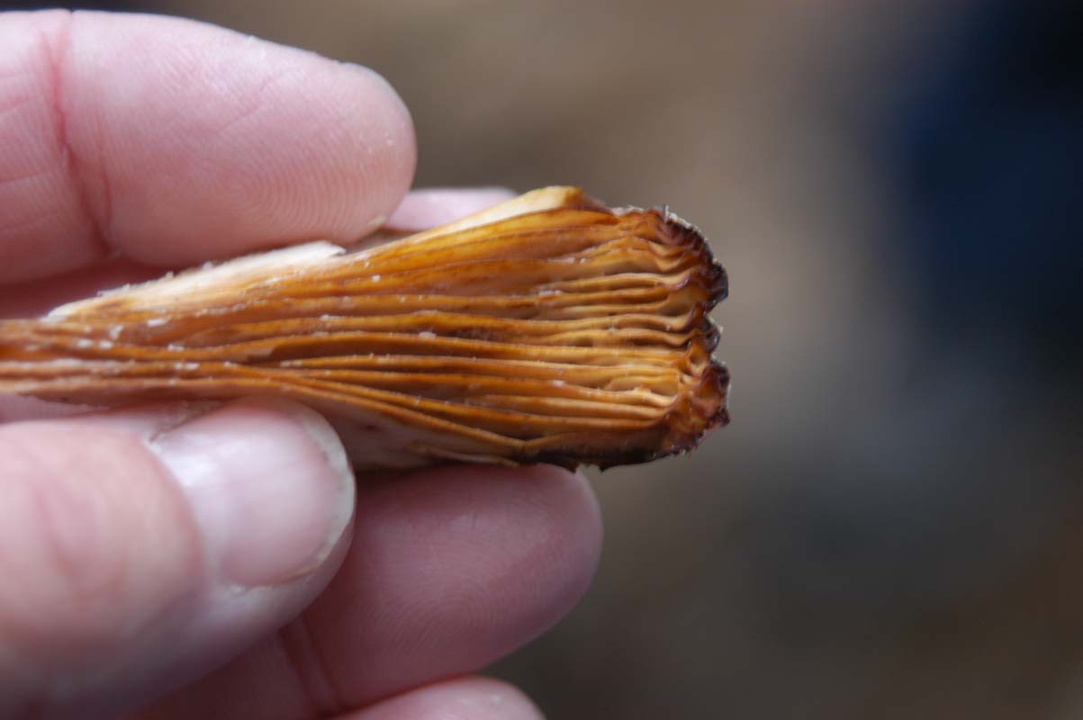 051107-2895_Fungus