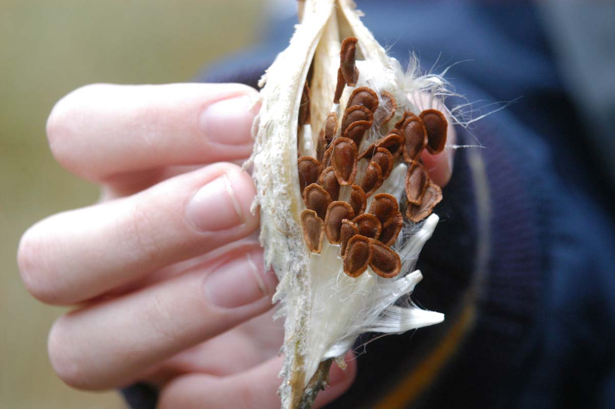 051108-3146_Milkweed
