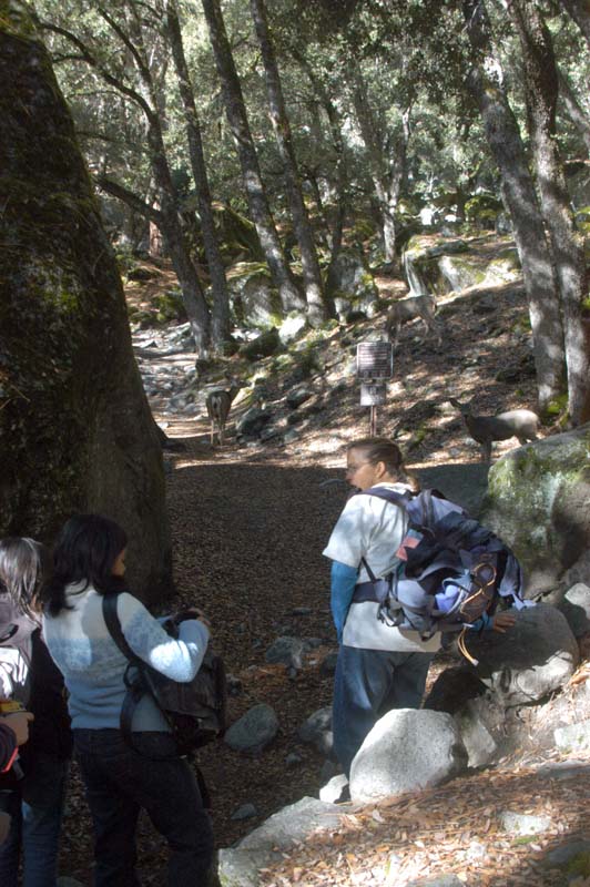 051109-3331_Deer_on_trail