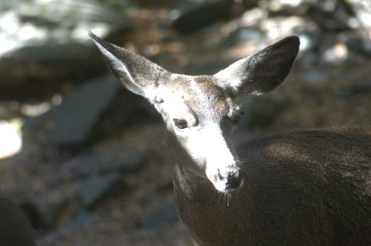051109-3334_Mule_deer