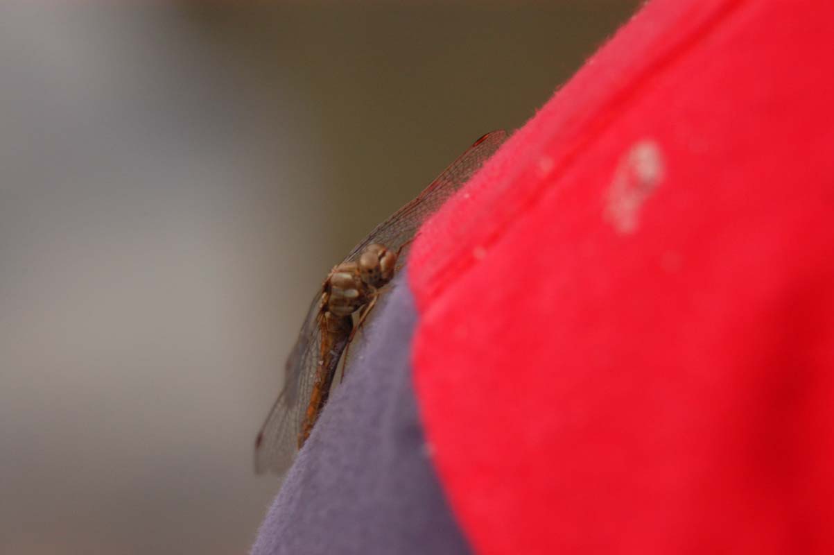 051110-3652_Dragonfly