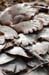 051107-2889_Fungus