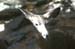 051109-3334_Mule_deer