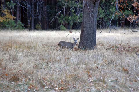 061105-8869_Deer_in_meadow