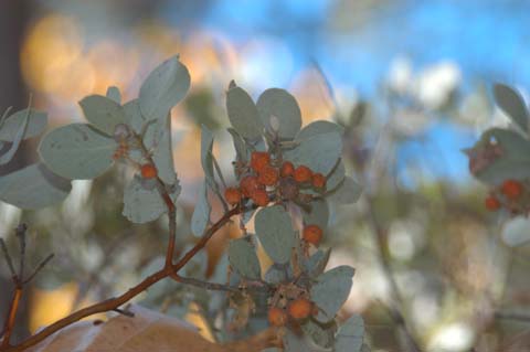 061109-9590_Manzanita