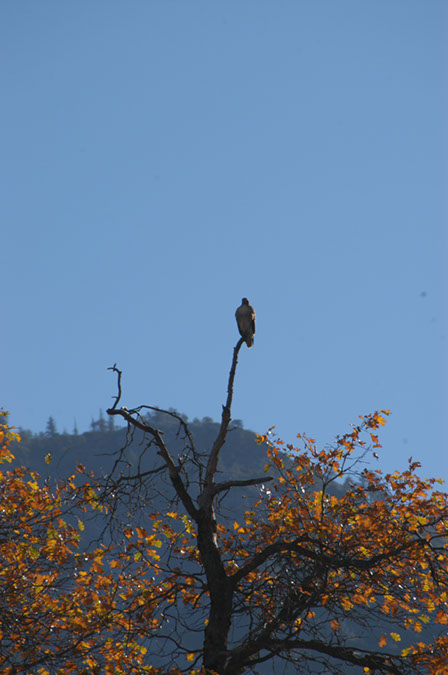 071105-3242_Redtail_hawk