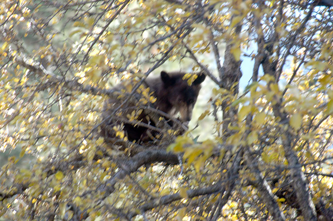 071105-3248_Baby_bear
