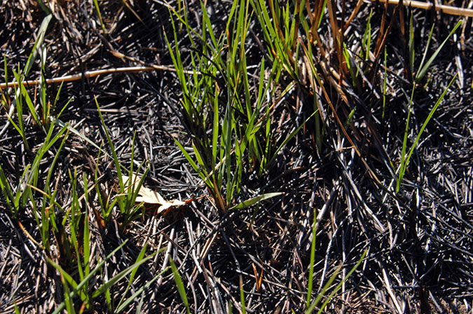 071107-3601_Prescribed_burn
