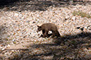 071106-3405_Yearling_bear