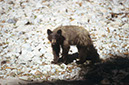 071106A-03_Bear