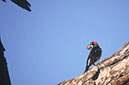 071106A-09b_Acorn_woodpecker