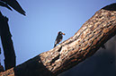 071106A-10_Acorn_woodpecker