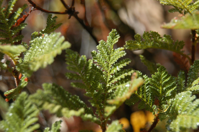 081104-7783_Bear_Clover