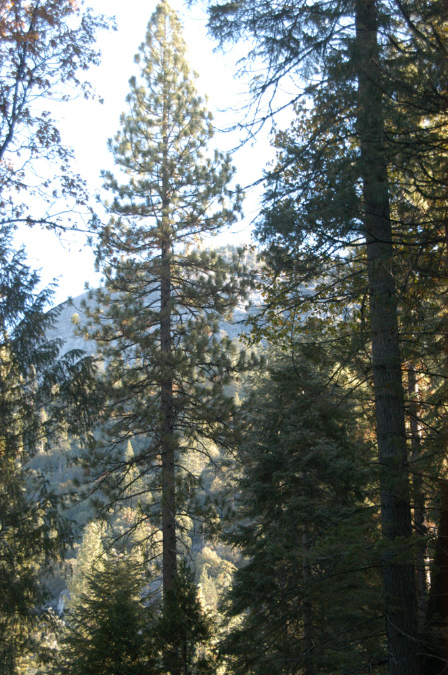 081105-7935_Wawona_Dome