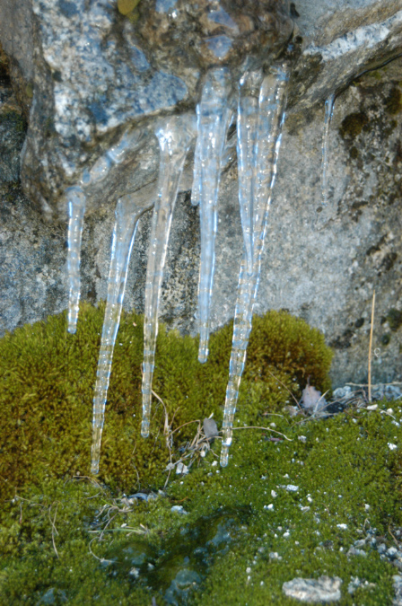081105-7967_Icicles
