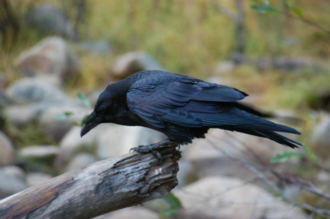 081105-8062_Raven