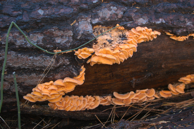 081106-8121_Fungus