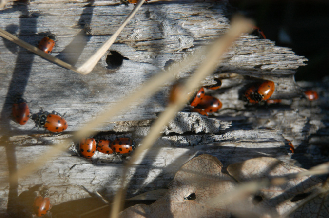 081106-8132_Ladybugs