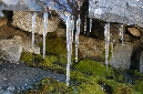 081105-7966_Icicles