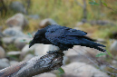 081105-8062_Raven