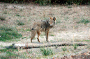 081107-8268_Coyote