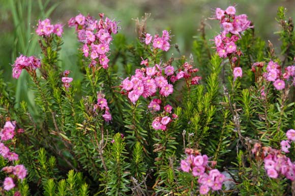 050806-0880_Flower_shot