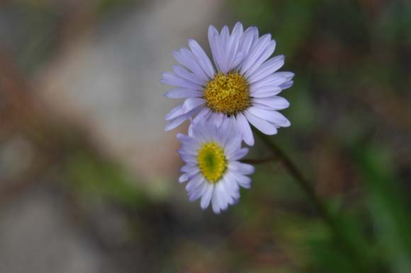 050807-0983_Flower_shot